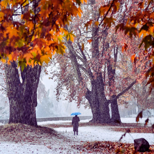 kashmir